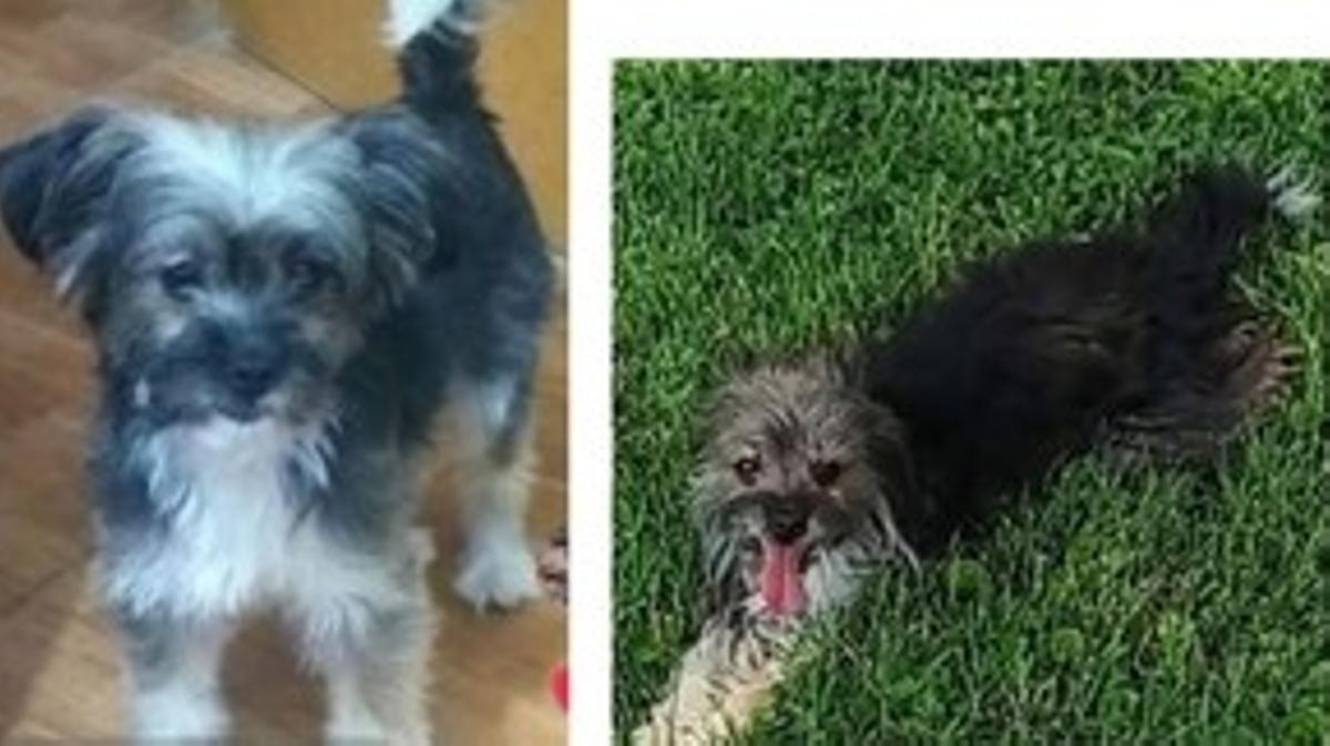 La perrita Mona, perdida en Sant Adrià de Besòs.