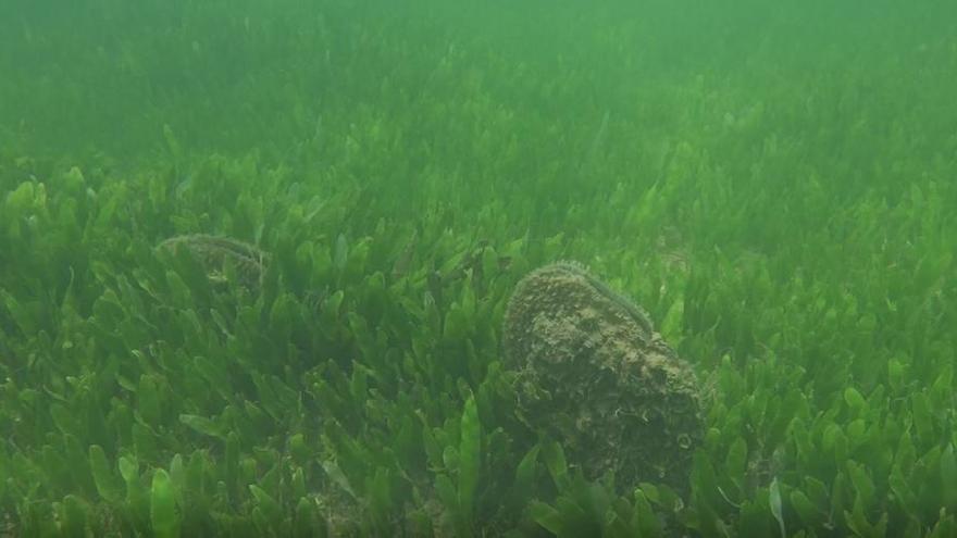 Crean &#039;santuarios&#039; en el Mar Menor para caballitos y nacras