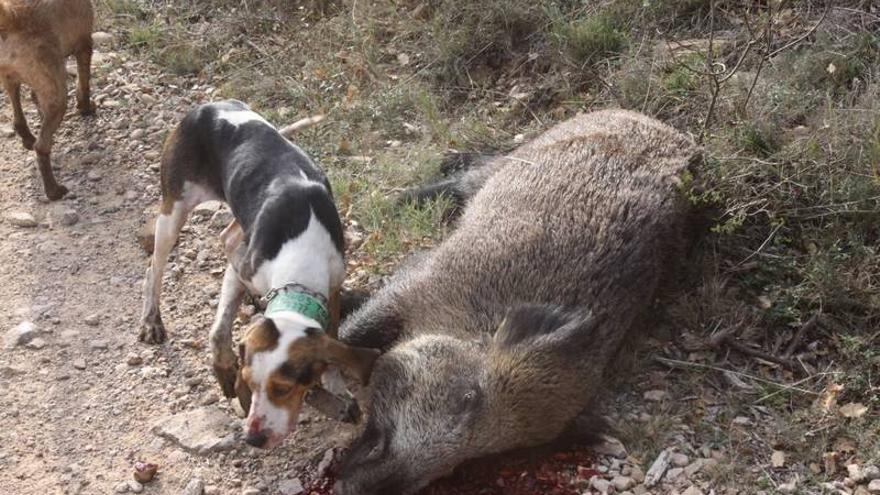 Denuncian a 223 cazadores por el estado de sus perros