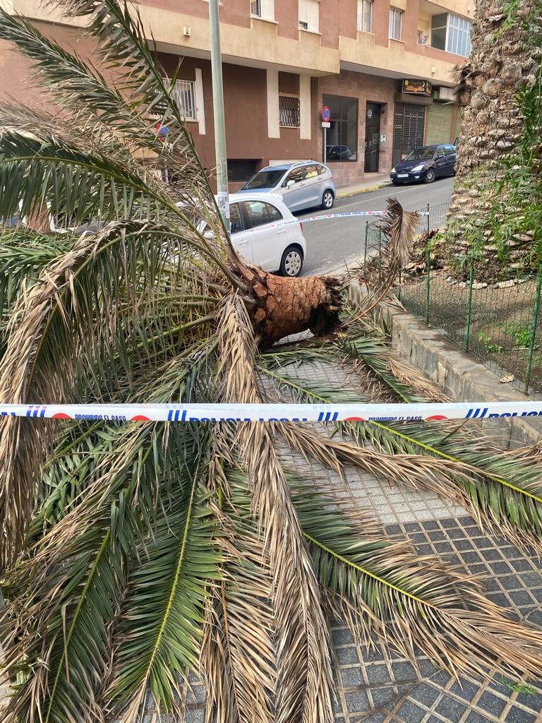 El cogollo de una palmera cae en Escaleritas