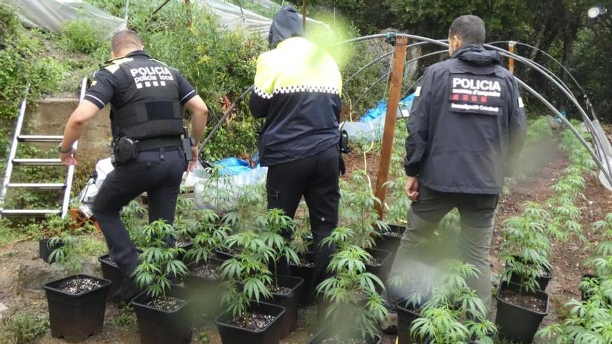 Descobreixen una plantació de marihuana amb 476 plantes en una finca Vidreres