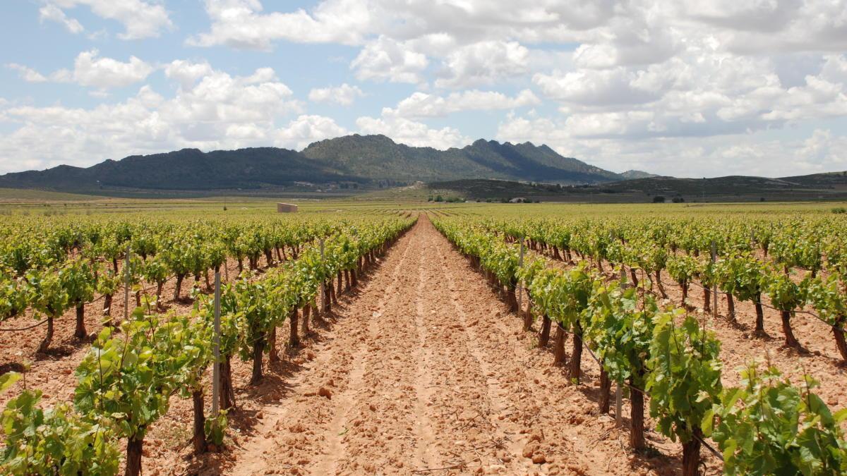 Los viticultores recibirán 1.300 euros por hectárea para esta campaña