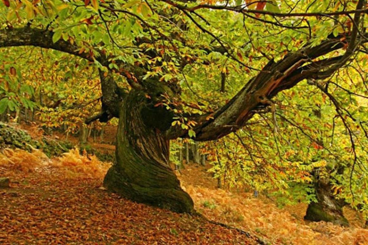 Castaños del Temblar, en Segura de Toro.