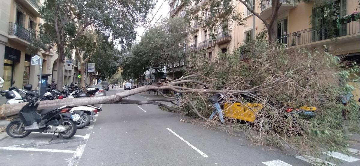 Cae un árbol en la calle Viladomat a la altura de Aragó impidiendo la circulación.