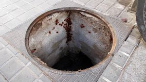 Cucarachas americanas, en LHospitalet de Llobregat.