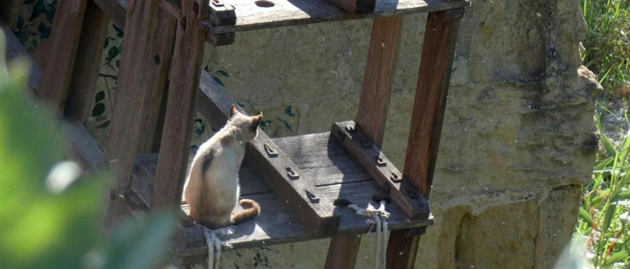 El impacto de los gatos asilvestrados en los Sotos de la Albolafia