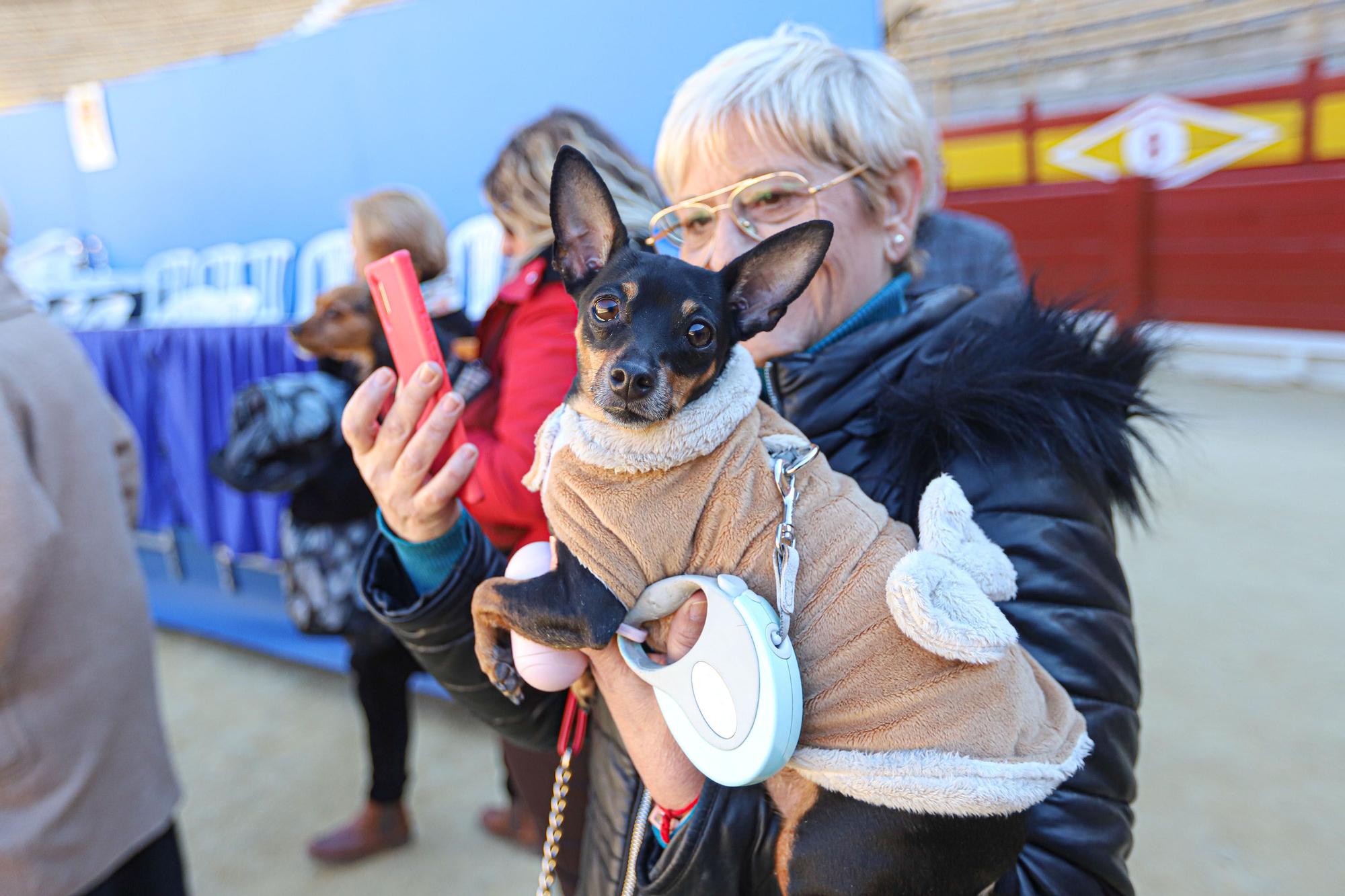 Concurso ecuestre y Bendición de animales por San Antón en Alicante