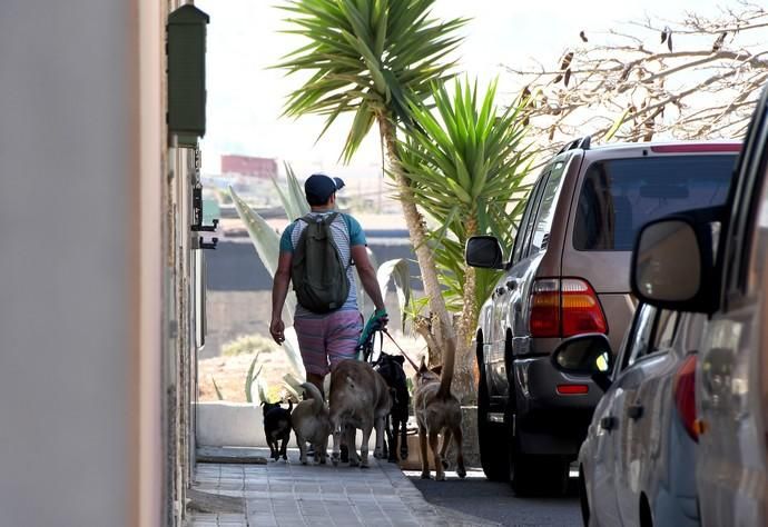 13/03/2019 LAS HUESAS. TELDE. Abandono de cachorros en contenedores de basura en el barrio de Las Huesas.  Fotografa: YAIZA SOCORRO.