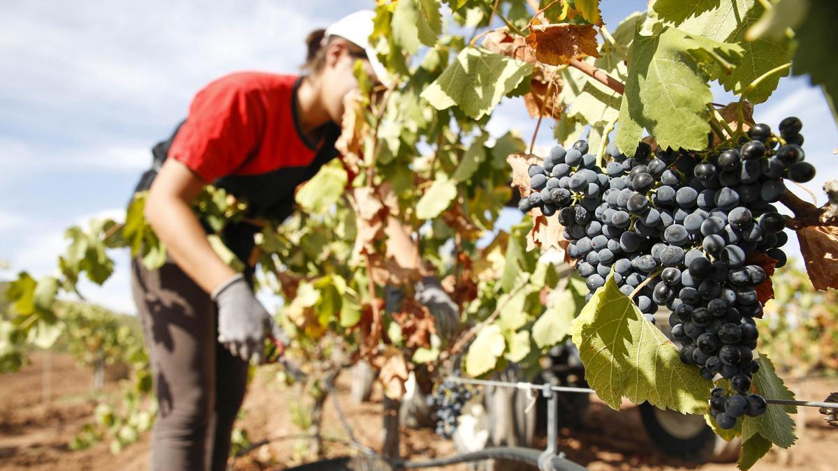 Los productores de uva denuncian precios que no cubren los costes de producción.