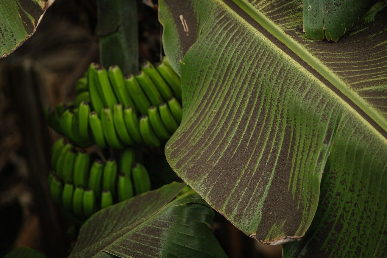 Agricultores recogen los plátanos de sus fincas llenas de ceniza del volcán en erupción en La Palma