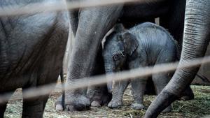 Una cría de elefante recién nacida pasea el zoo de Copenhague