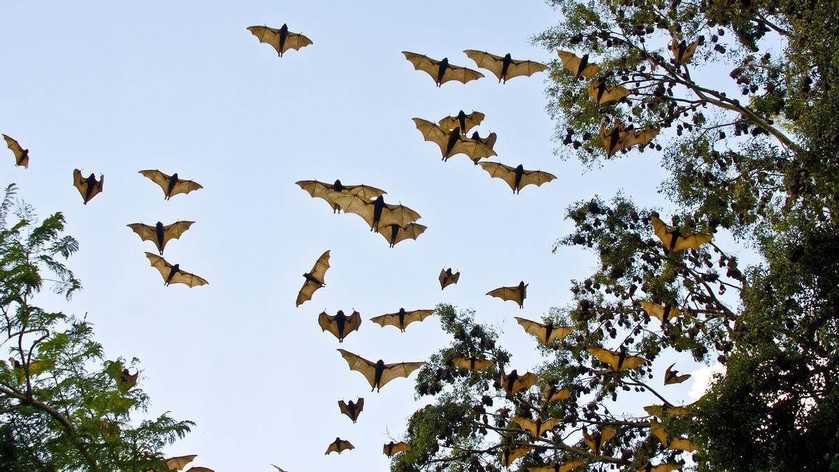 Un grupo de murciélagos en pleno vuelo.