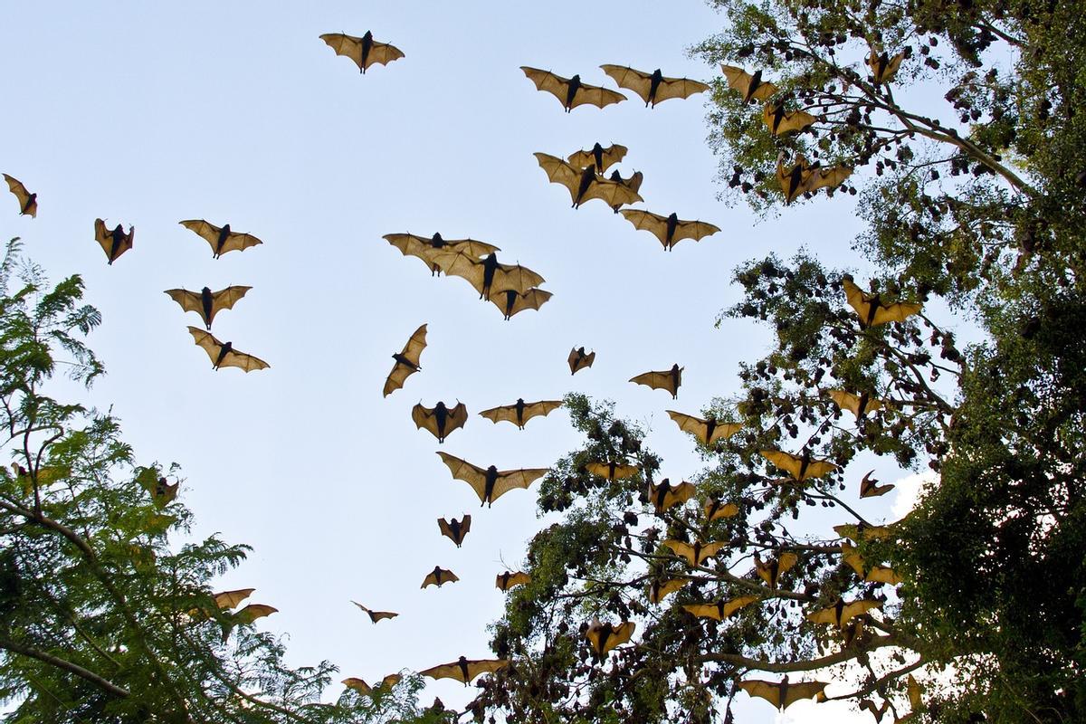 Un grupo de murciélagos en pleno vuelo.