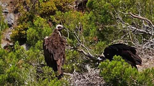 Die Tierwelt der Balearen