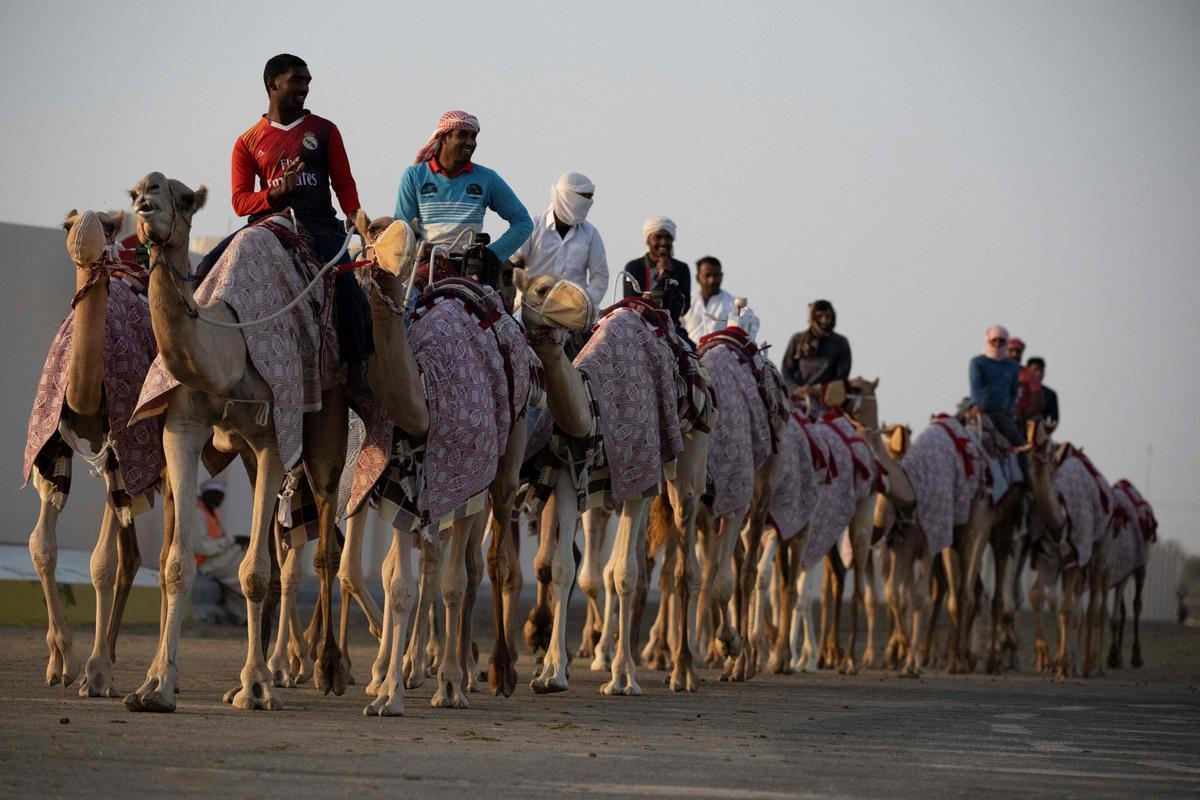 Carrera de camellos con jinetes-robot en Al Sheehaniya (Doha).