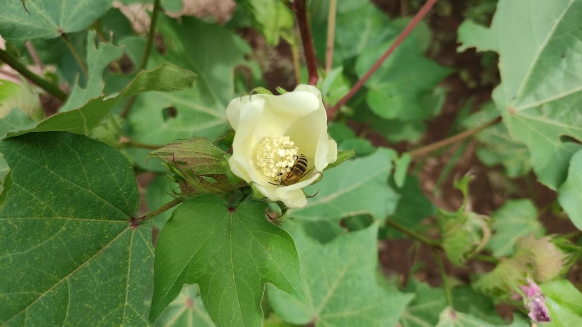 Abella pol·linitzant la flor del cotó.