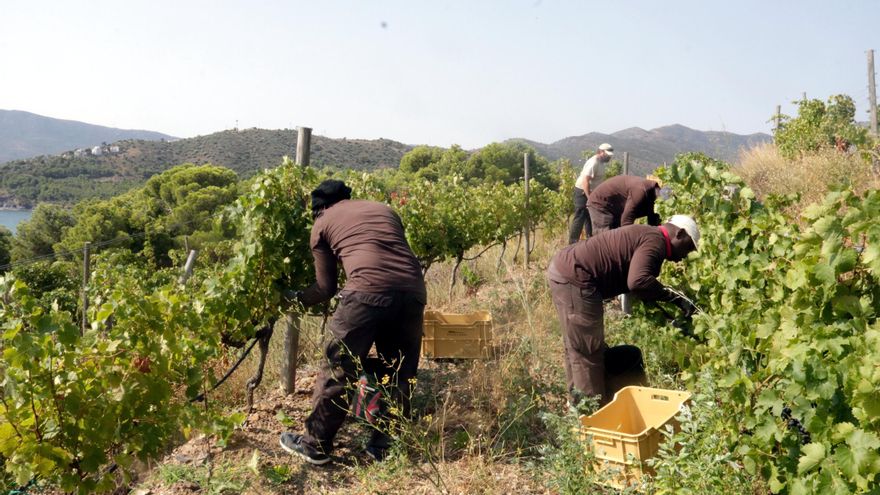 Menys cooperatives, però amb futur