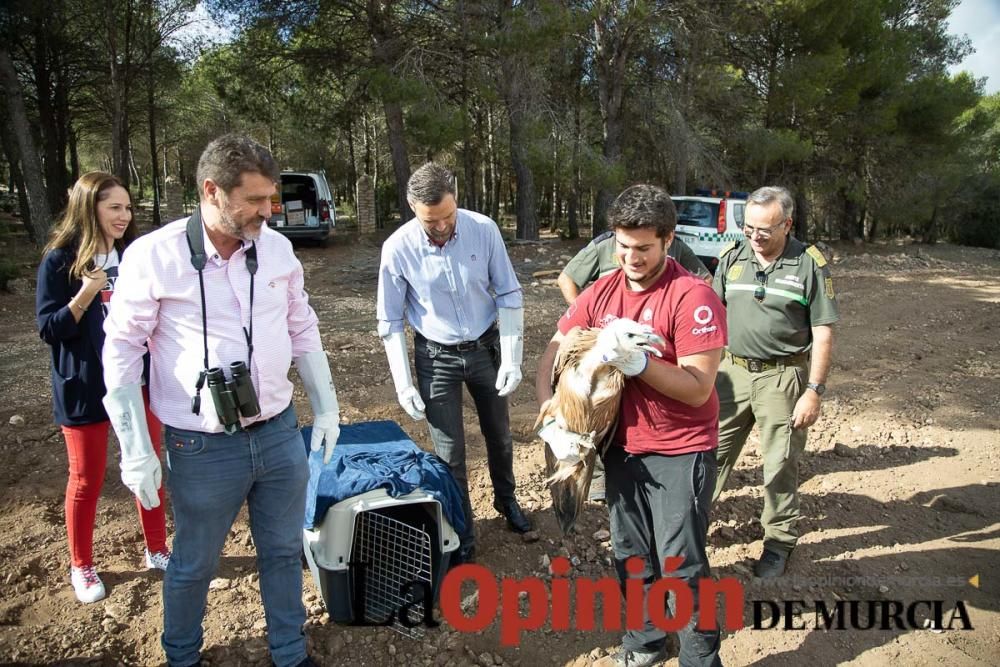 Liberan un Buitre Leonado en la Sierra de Mojantes