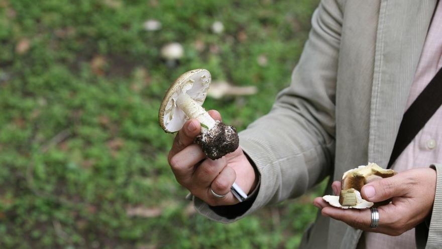 La temporada de setas en Galicia, en jaque por las incesantes lluvias tras la sequía estival