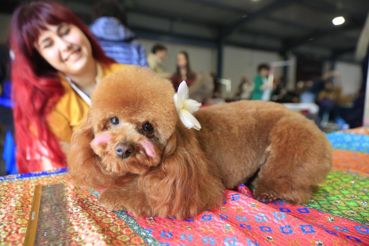 Caniche participante en «Espacio mascotas» el año pasada