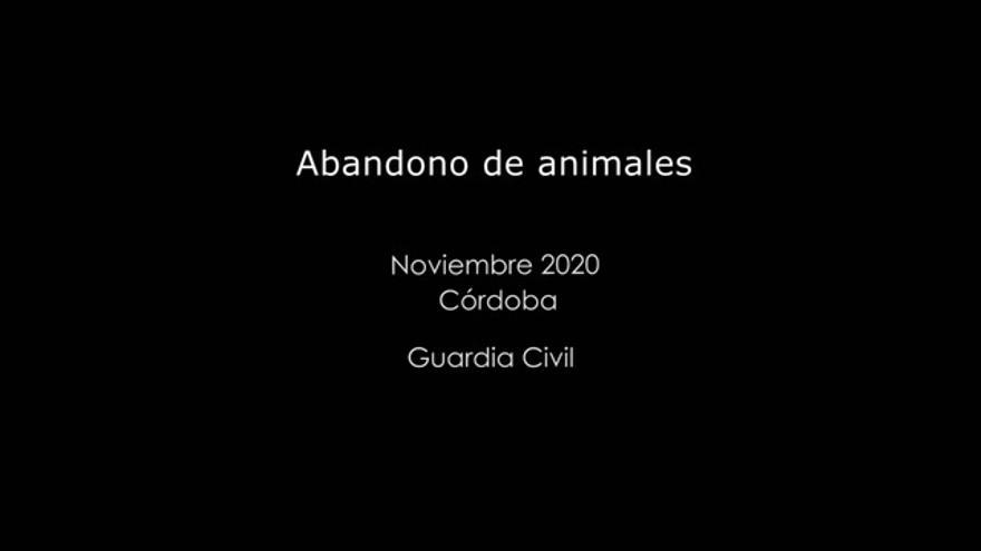 Rescatados en Baena trece cachorros de perro y dos perros adultos abandonados