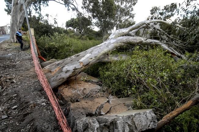 CAIDA DE UNA EUCALIPTO EN LA CARRETERA DE TAFIRA ...