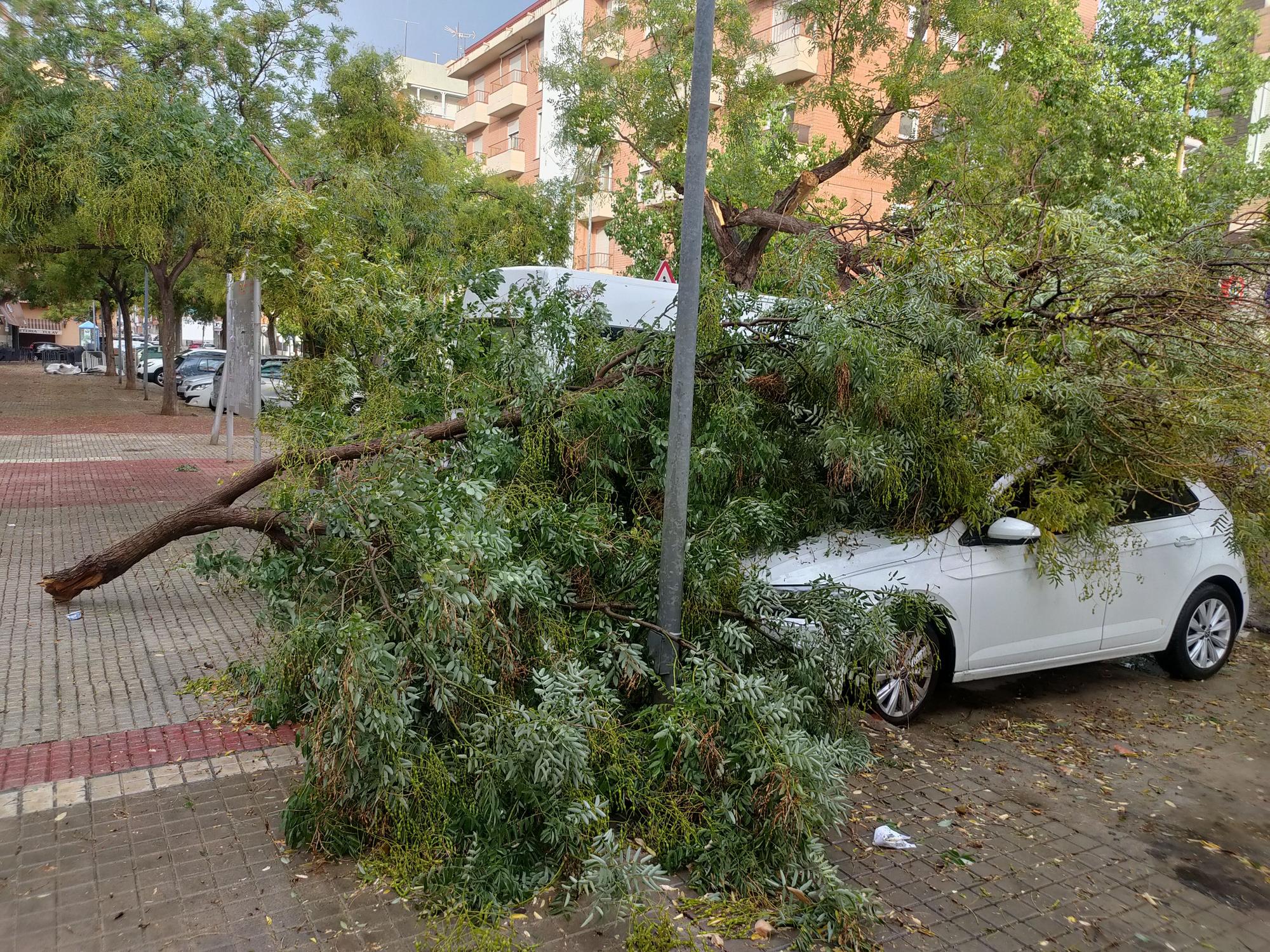 Ramas caídas y árboles arrancados en Xàtiva tras la tormenta del fin de semana