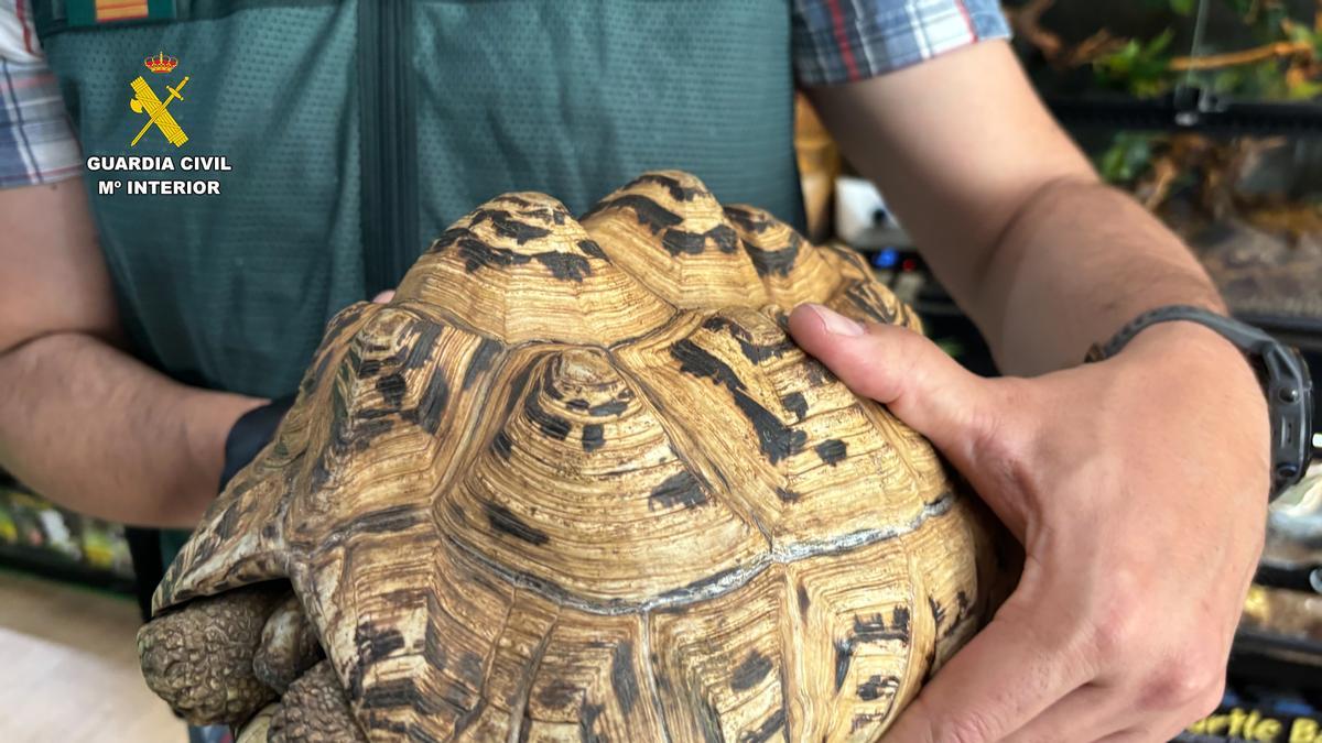 Una de las tortugas rescatadas.