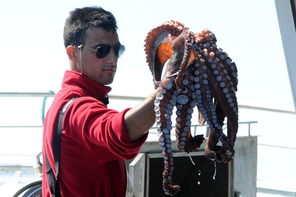 Primera jornada de pesca de pulpo en Arousa // I.Abella