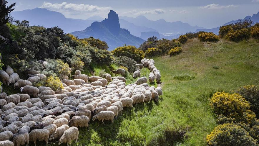 El Foro Internacional del Queso de Gran Canaria premia a los pastores trashumantes