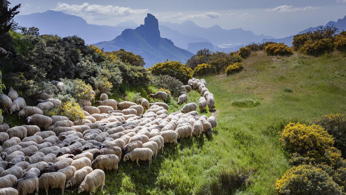 Rebaño de ovejas durante la trashumancia por la cumbre de Gran Canaria
