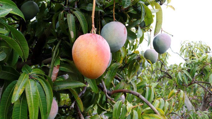 Cultivos de mangos en la Axarquía.