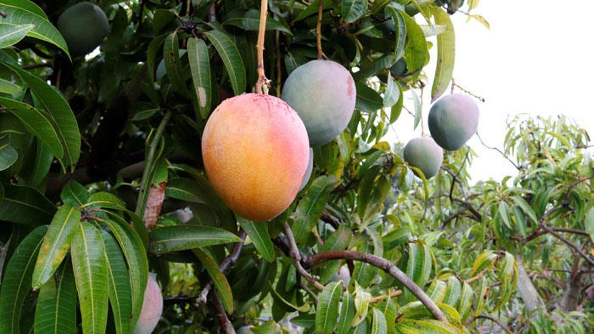 La recolección del mango se concentra en muy pocas semanas, pero aún resta un mes para que alcance la fruta su estado óptimo de maduración.