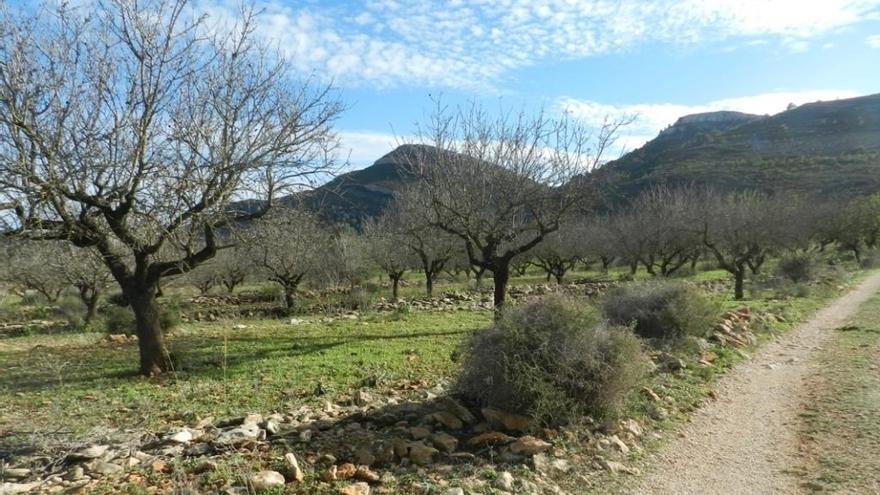 El Consell destinará 1,6 millones contra  la Xylella