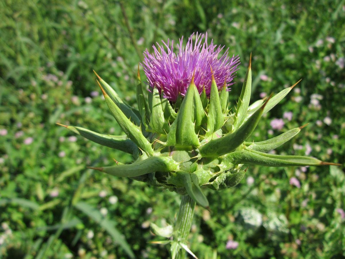 Planta de cardo mariano