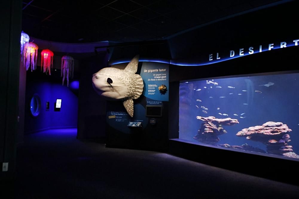 Die Fundación Palma Aquarium rettet in Not geratene Tiere. Doch wegen der Pandemie fehlen Gelder