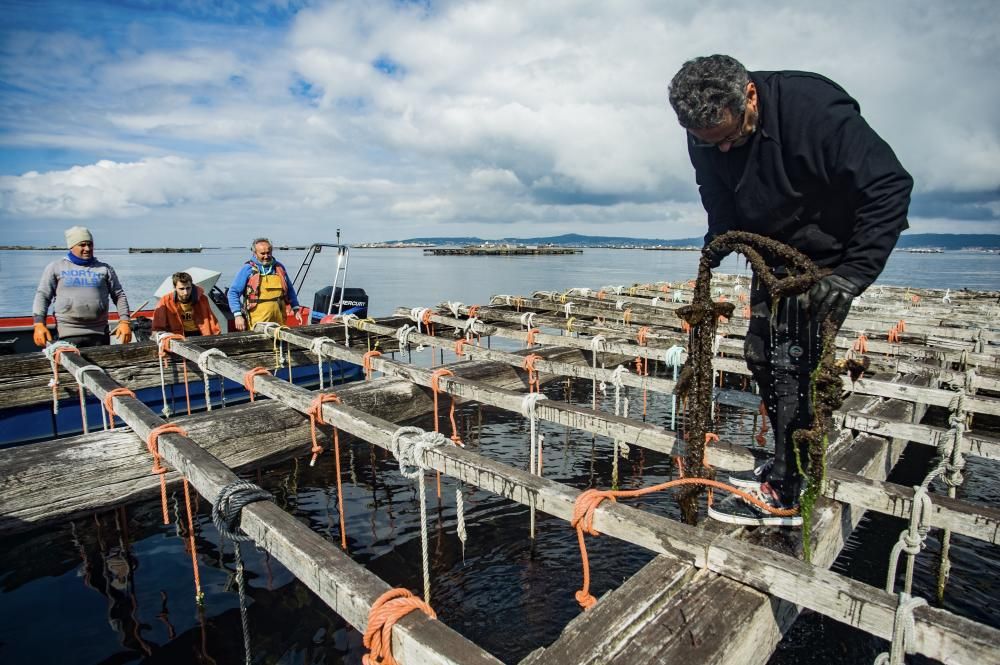 Así recolectan mejilla los bateeiros de Arousa