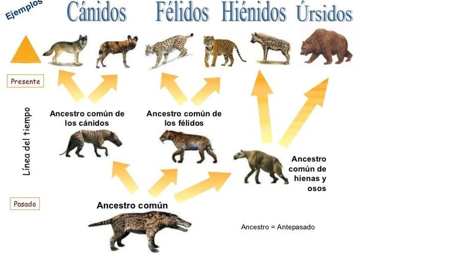 Evolución de algunas familias de animales