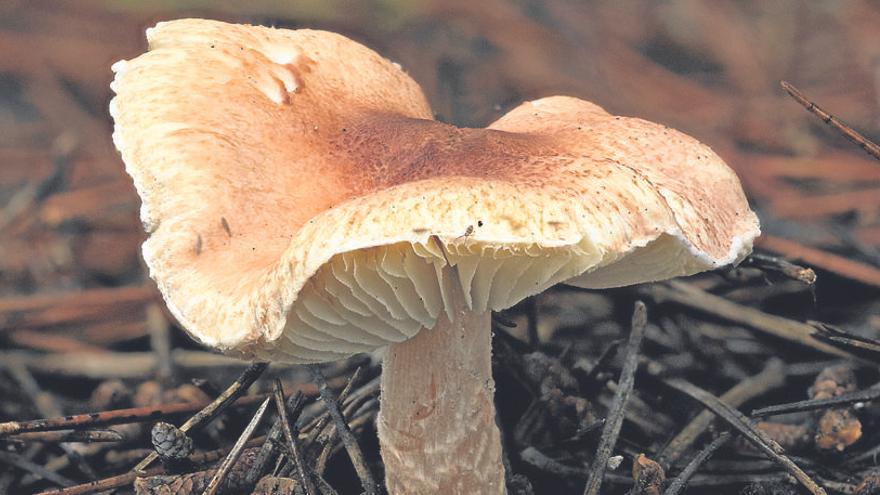 Ejemplar de ´Lepiota subincarnata´ fotografiado en Sant Joan