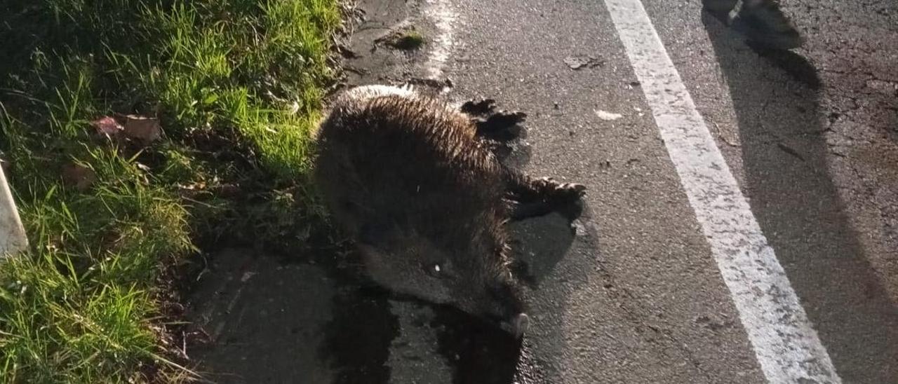 Jabalí muerto, anteayer, en un accidente en Vila de Cruces.