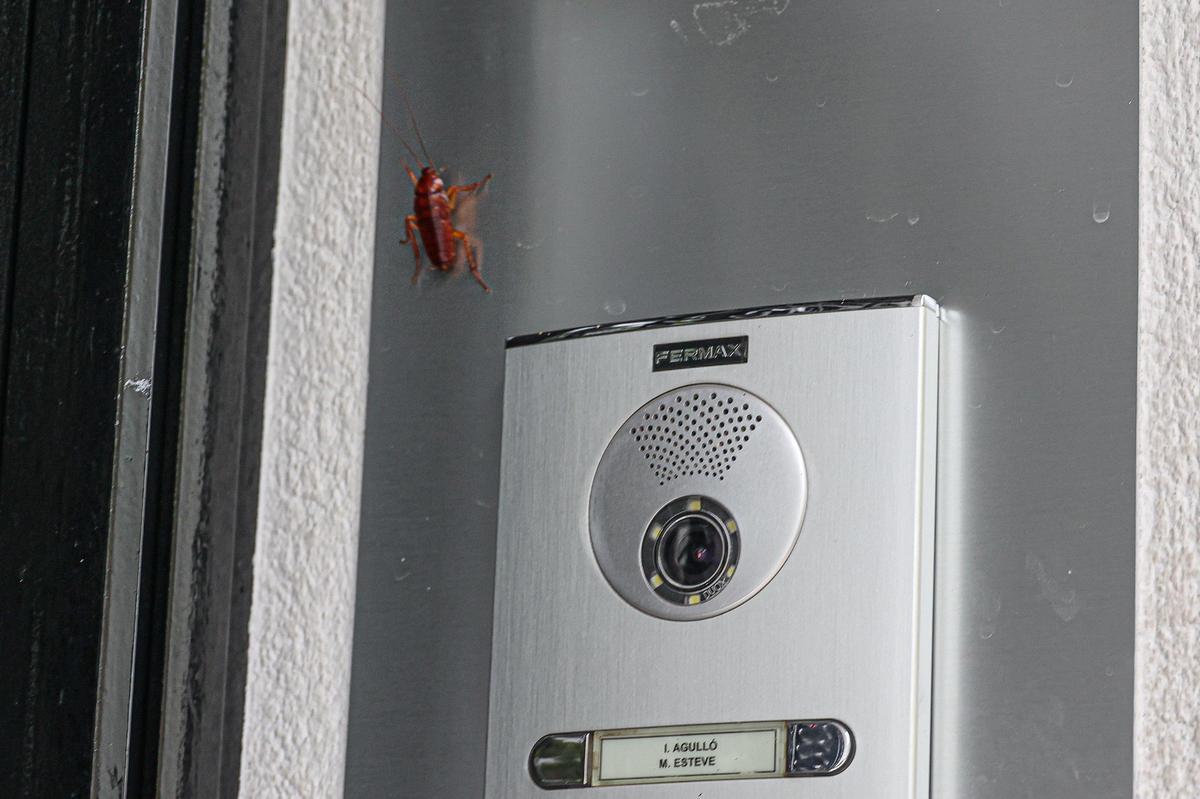 Una plaga dfe cucarachas emerge de una alcantarilla en la Zona Norte de Alcoy tras una deisnfección