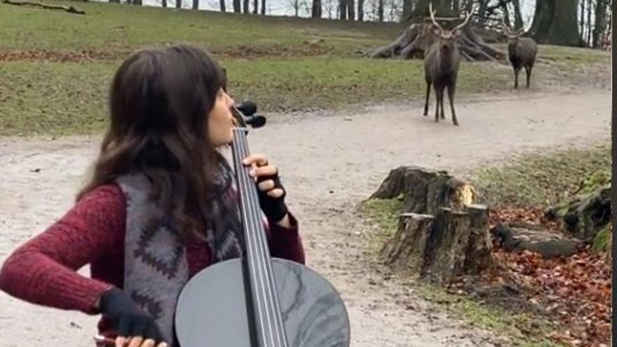 Los ciervos reaccionan a la música que toca la murciana Diana.
