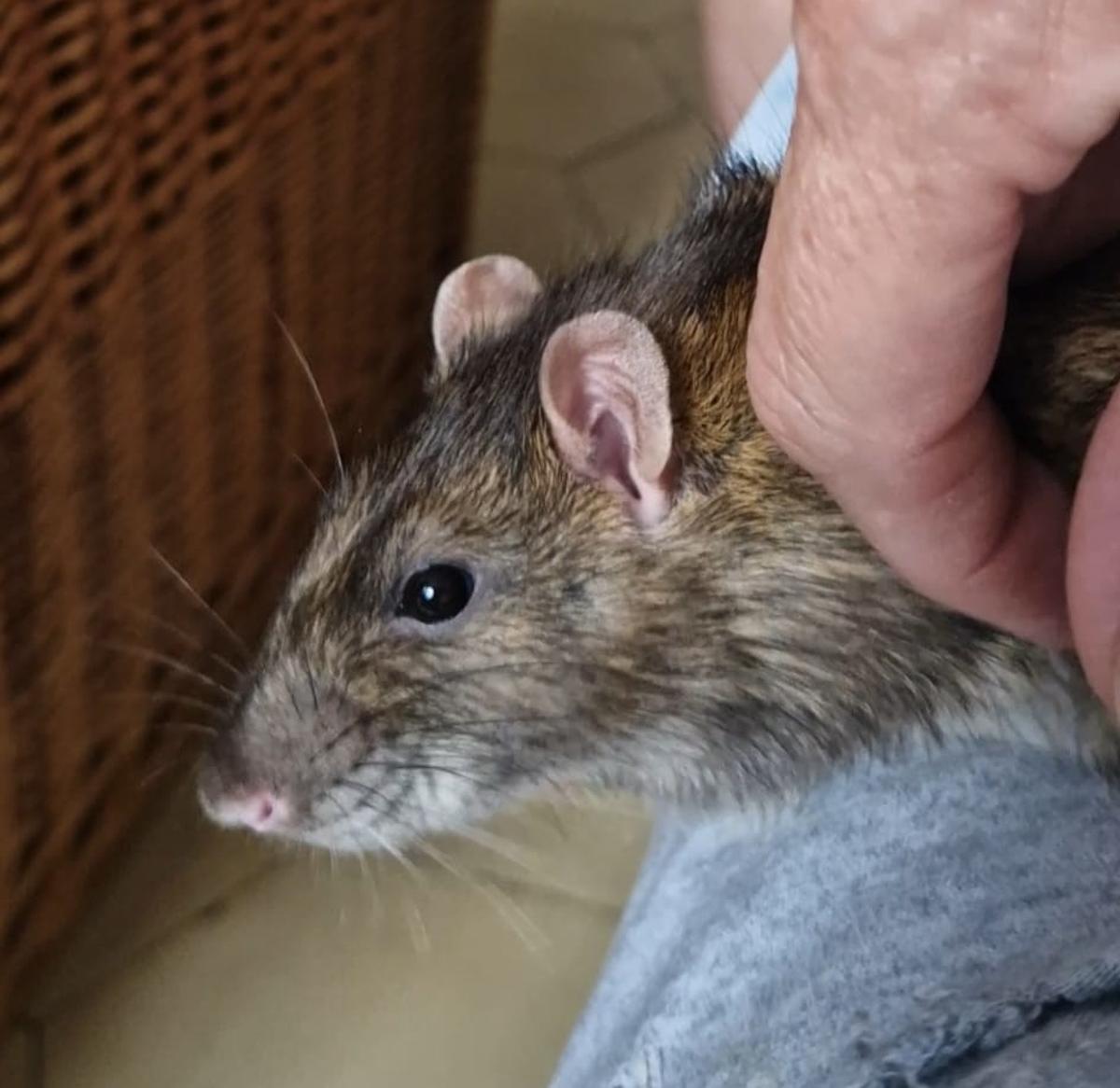 Sugar, la rata mascota de Marina, recibiendo mimos en el regazo de su dueña