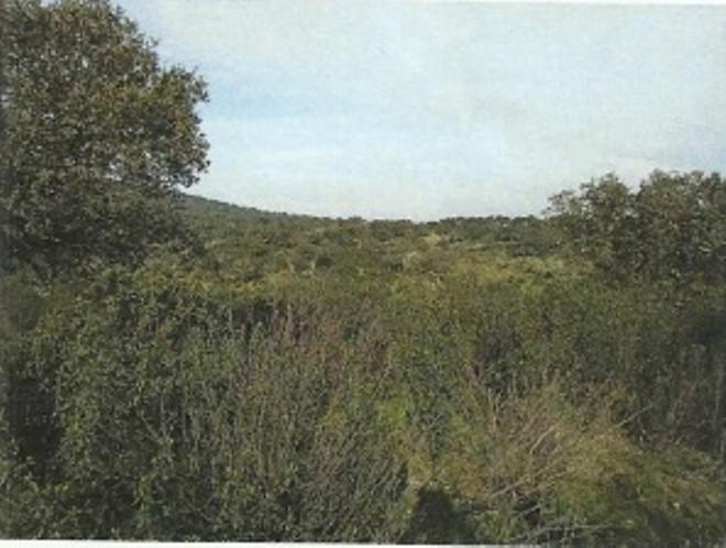 Galería | Estado del camino de Montealmeida, en Cáceres