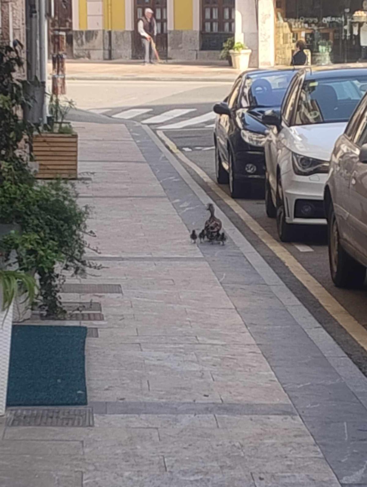 Mamá pata y sus patitos por la calle Emilio Laria, en pleno centro urbano de Cangas de Onís.