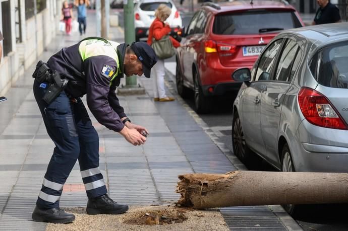 Caída de un árbol Een la calle Paseo Cayetano de Lugo,zona Presidencia del Gobierno de Canarias  | 04/02/2020 | Fotógrafo: Tony Hernández