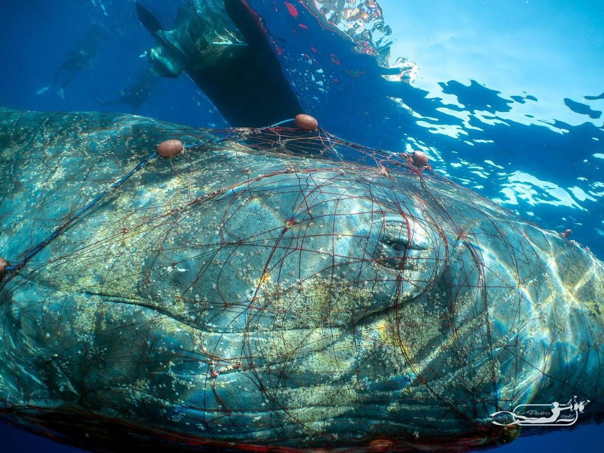 La ballena no podía salir a respirar por tener las aletas bloqueadas