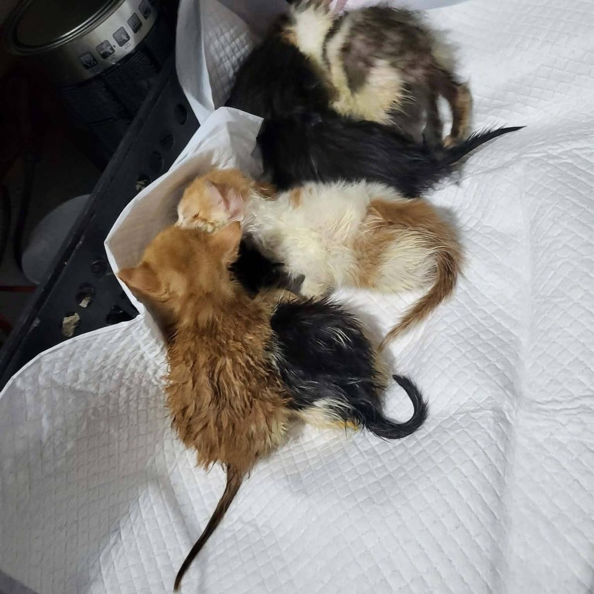 Cuidados a los gatos una vez rescatados.