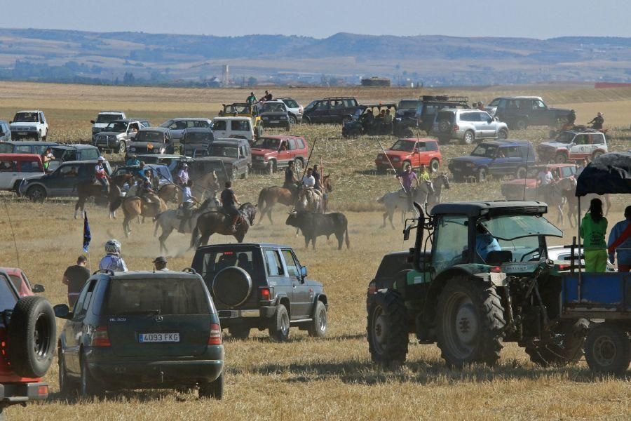 Fiestas en Moraleja del Vino: Encierro