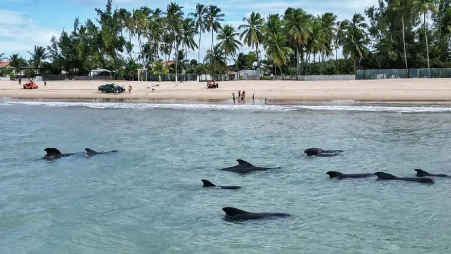 Una veintena de ballenas queda varada en una playa de Brasil